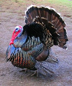Kalkon