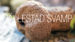 28 feb: Guidad svamptur